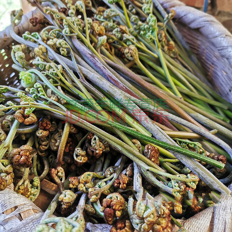 新鲜现摘野生蕨菜拳头菜农家野菜山野菜3/5/9斤蕨苔蕨根龙爪 现摘新鲜
