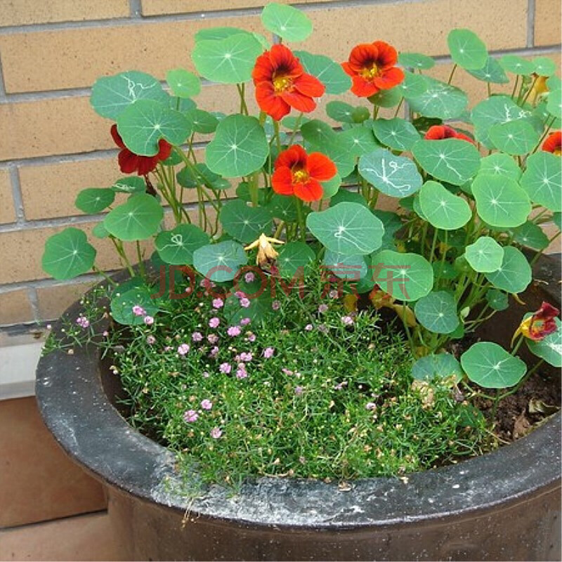 矮生花卉植物地被花草旱金蓮花種夏季庭院花種子室外四季種易活草花旱