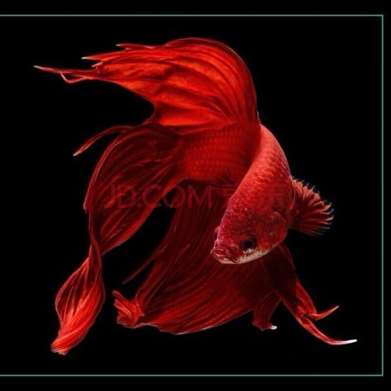 半月将军母斗鱼观赏鱼热带鱼活体宠物观赏淡水鱼 红色系精品马尾公