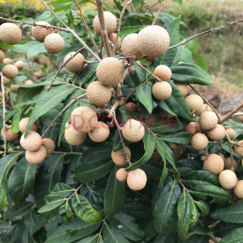 桂圓龍眼苗嫁接樹苗 盆栽庭院種植 3年四季蜜龍眼苗