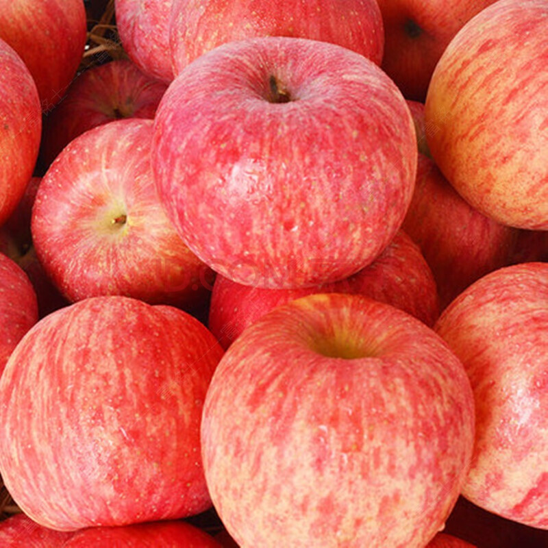 陕西洛川苹果 新鲜红富士甜苹果 果园现摘 陕西特产 生鲜 5斤
