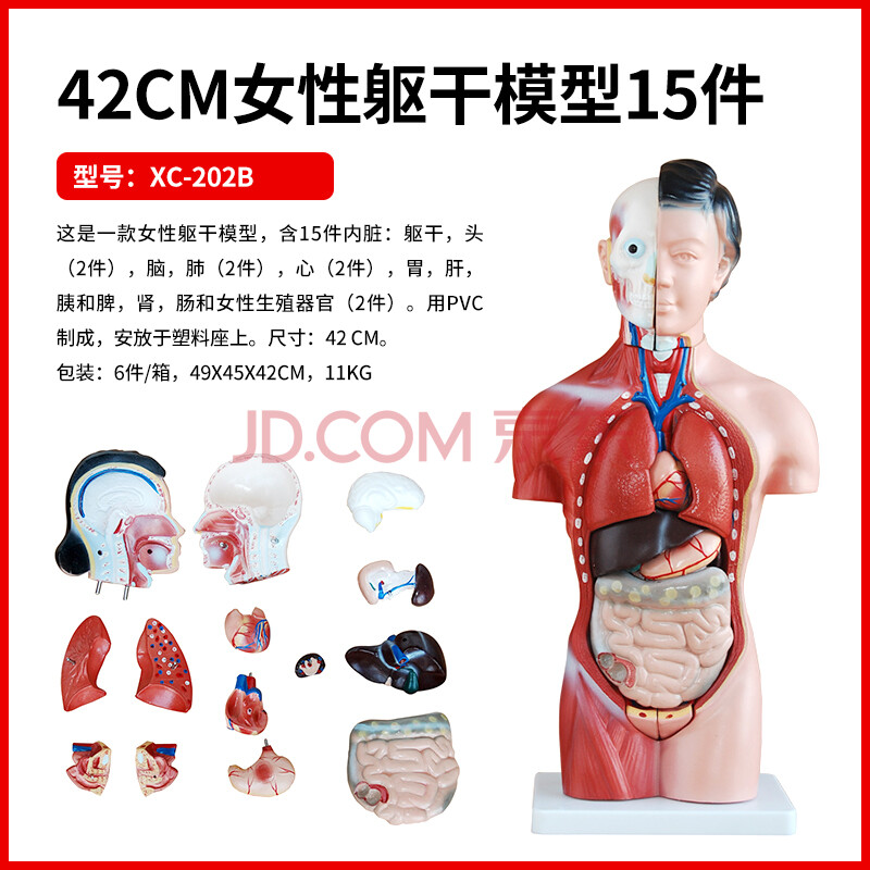 益模 人體模型解剖心臟骨骼大腦全身結構醫學器官軀幹內臟系統可拆卸