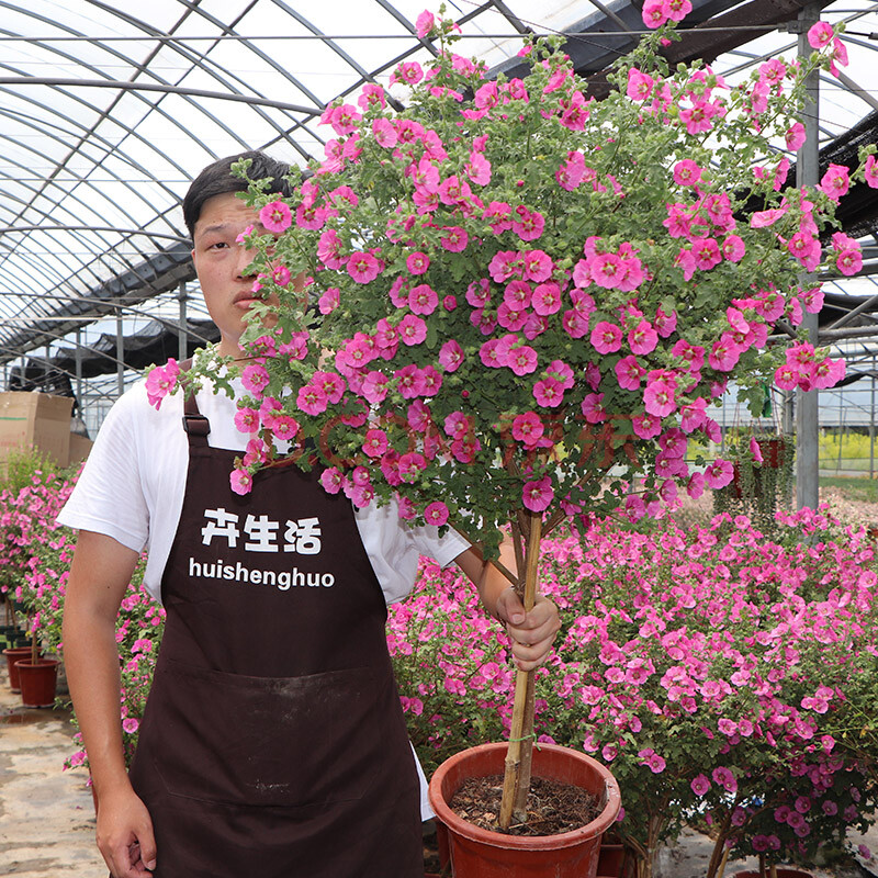 小木槿花苗四季開花花卉植物室內盆栽觀花耐熱耐寒綠植棒棒糖造型木槿