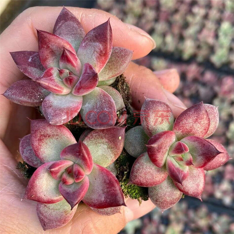 血魔 杂交新品 暗纹系多肉 稀有小贵货多肉植物 办公室盆栽 血魔 约