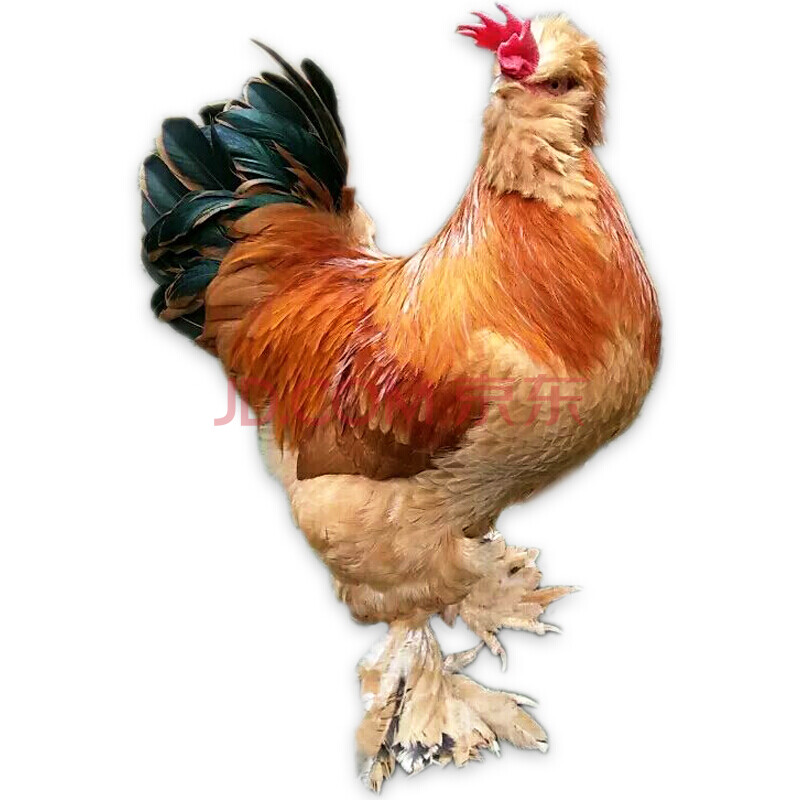 纯种北京油鸡鸡蛋种蛋受精蛋柴鸡种蛋可孵化小鸡苗30枚顺丰