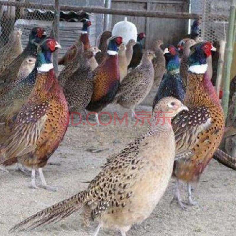 七彩山鸡农家散养鲜活山鸡七彩山鸡包活到家孔雀蓝 1公4母(包活到家)