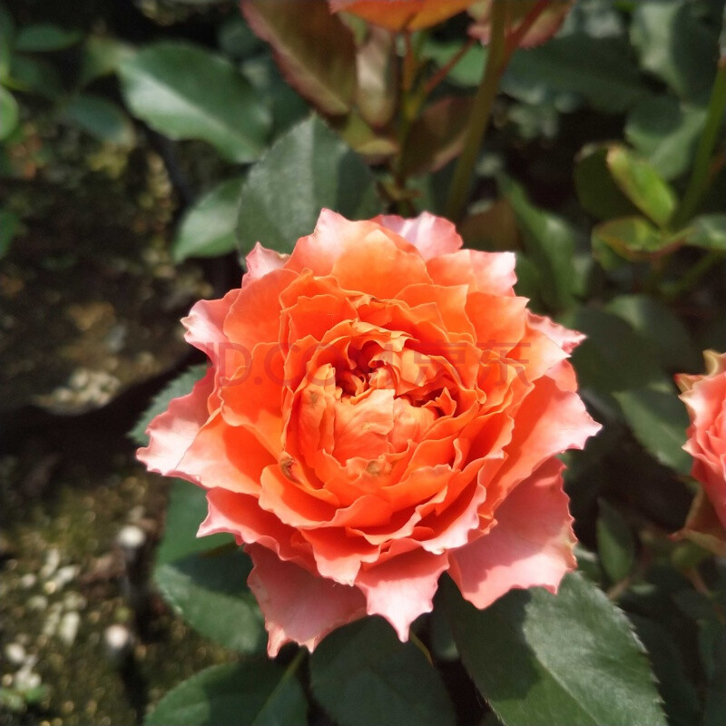 月季花我爱你520切花 新品玫瑰阳台盆栽四季开花丰花月季 520小苗25