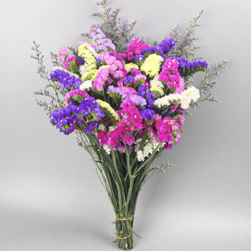 干花花束插客厅摆设干花真花装饰摆件鲜风干天然 6色勿忘我 情人草