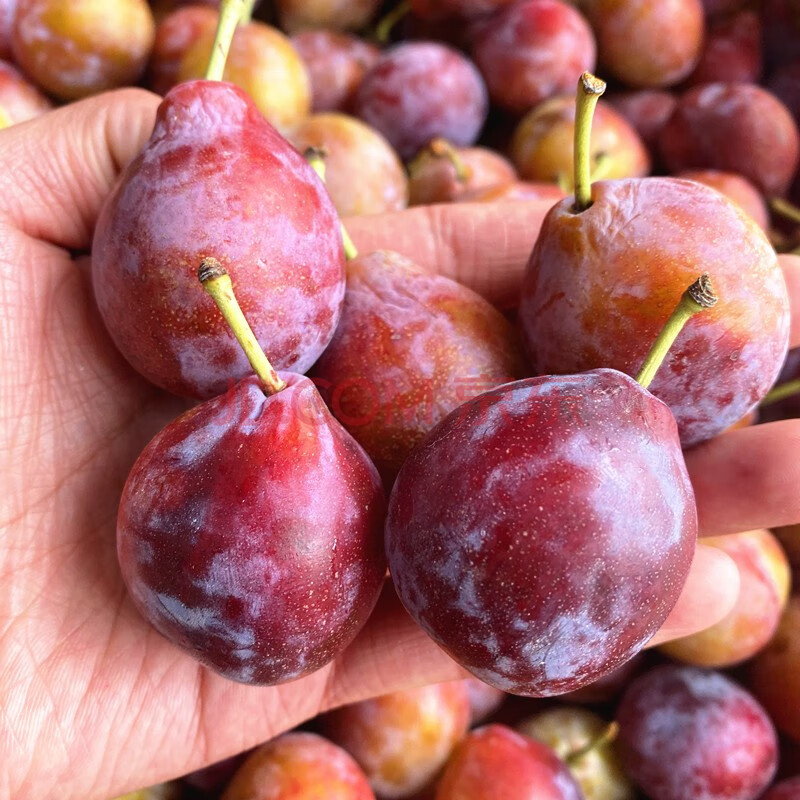 现货澳洲进口西梅新鲜水果生鲜 5斤装礼盒装