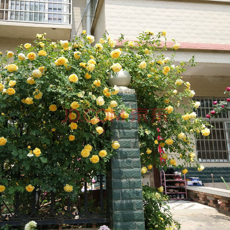 【精選】四季開花薔薇花苗爬藤植物濃香大花陽臺庭院花卉盆栽地栽藤本