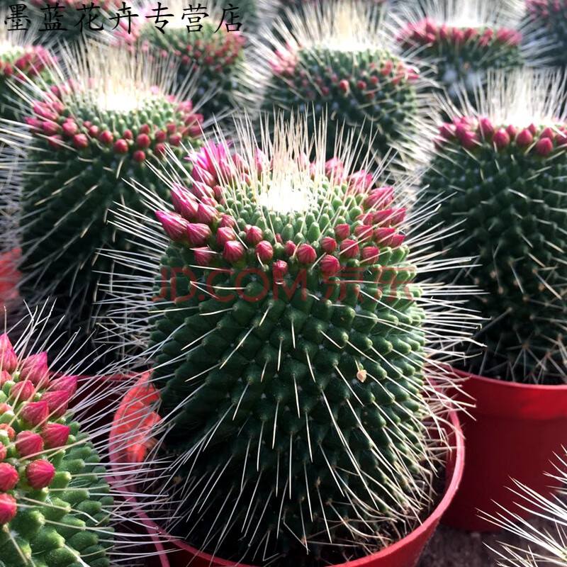 園藝 開花仙人球白珠單頭雙頭三頭大顆超大白珠丸多肉植物好養 大顆白