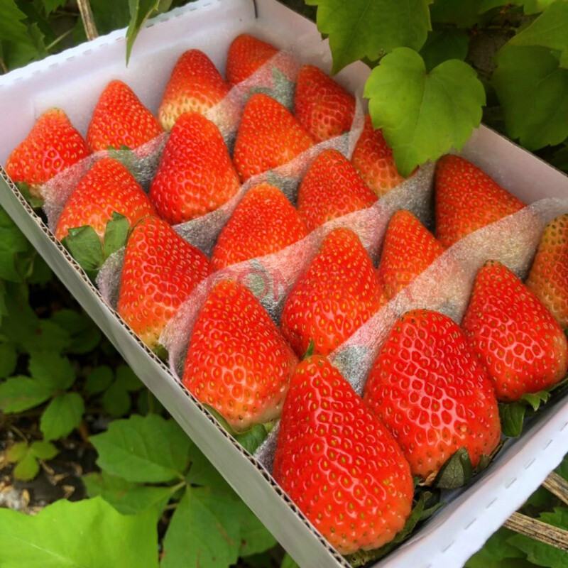 四季草莓新鲜双流草莓烘焙蛋糕奶茶装饰批发草莓4盒装现货 2600g28颗