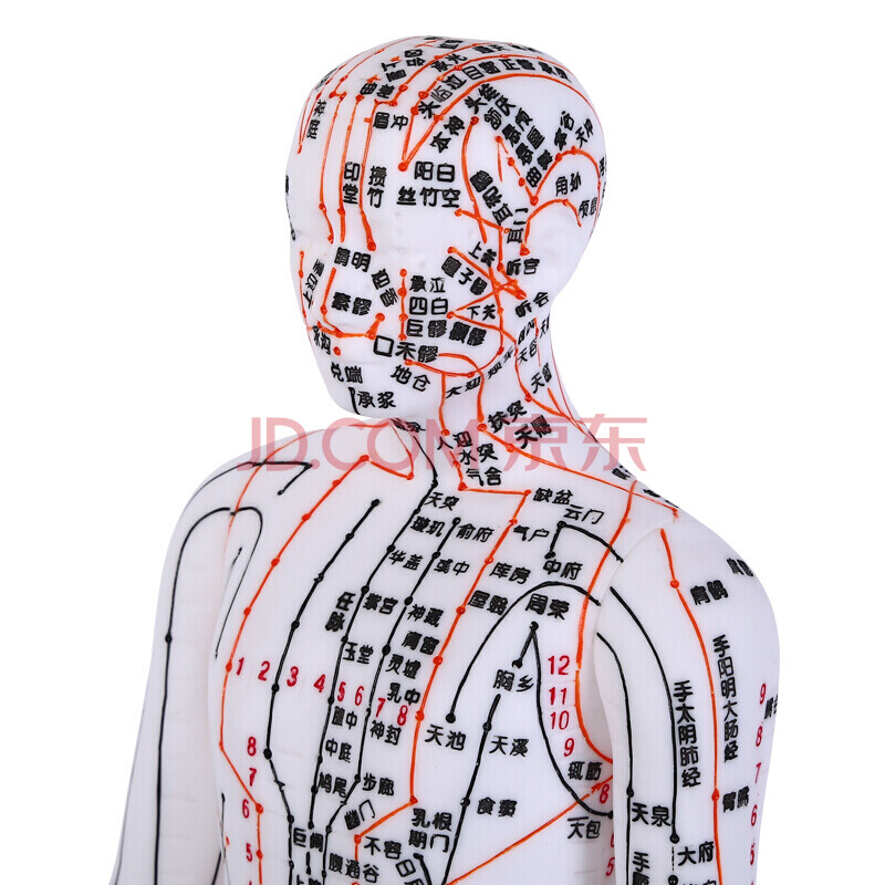 子彧(ziyu)中医经络图针灸人体穴位模型全身男女小人铜人超清晰刻字版