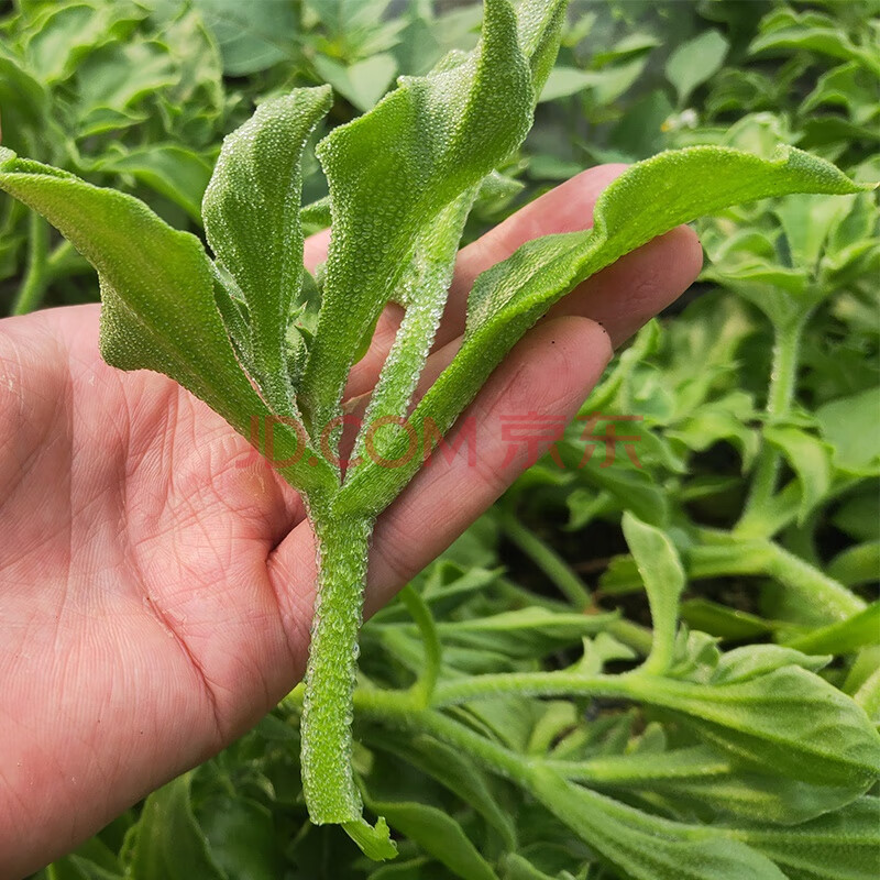 冰菜種子非洲進口水晶菜種子冰草種籽四季陽臺盆栽特色蔬菜種子 冰菜