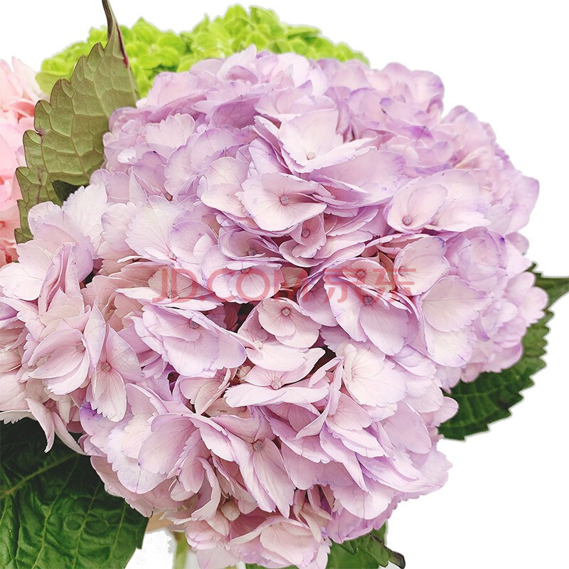 蓝玫 哥伦比亚进口绣球 单支出售 鲜花批发 浅紫色 上海同城满两百