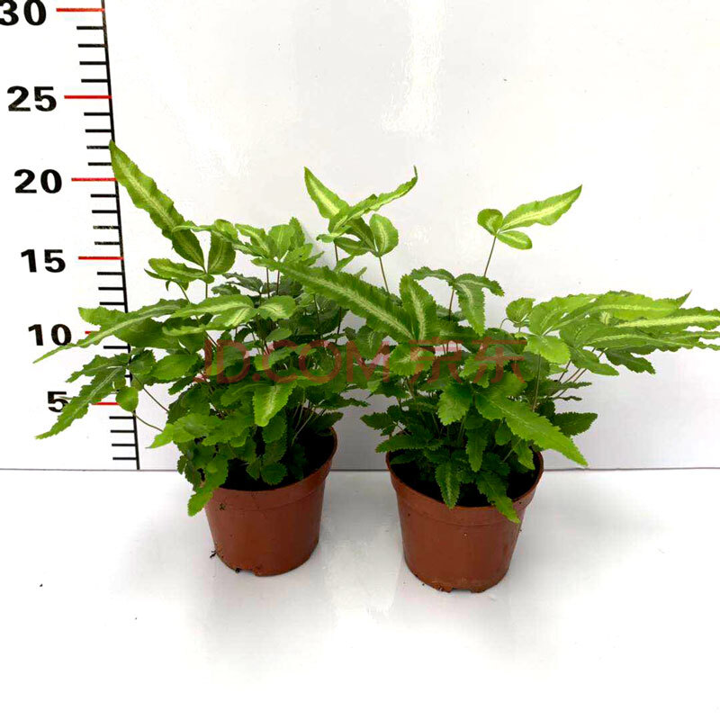 园艺 阿波银线蕨盆栽雨林缸蕨类观叶植物室内办公耐阴好养护花卉 阿波