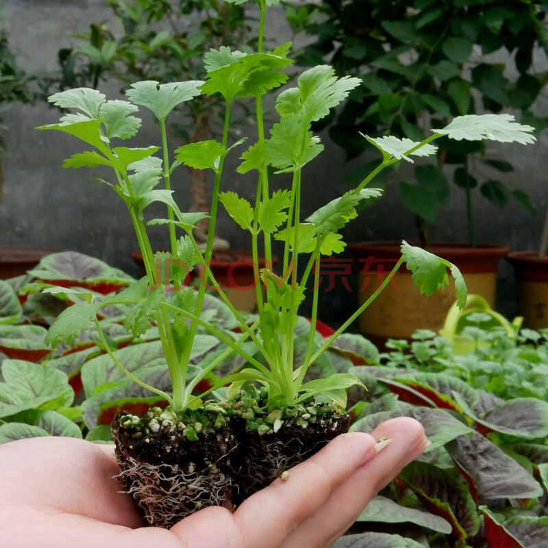 大禹 香菜子根种苗种子大叶芫荽蔬菜苗四季春季种植菜籽种孑 大叶香菜