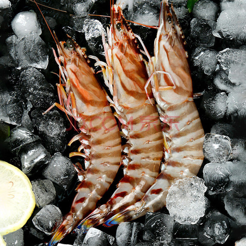 竹节虾斑节虾活海鲜水产速冻海虾超特大黑虎虾基围虾九节虾 2头一盒