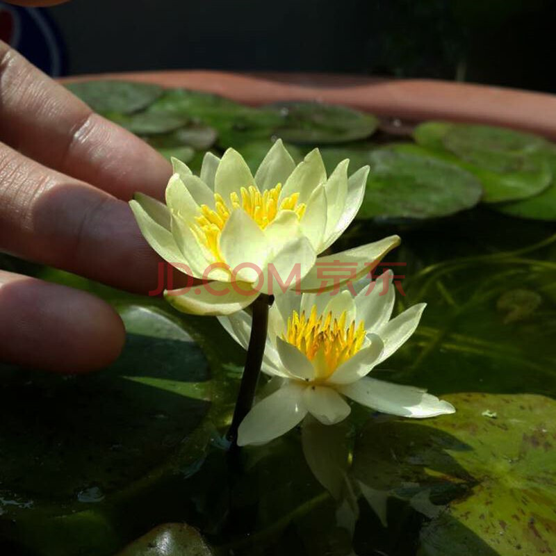 微型迷你睡蓮根塊小型四季種植迷你水培植物海爾芙拉室外盆栽花卉