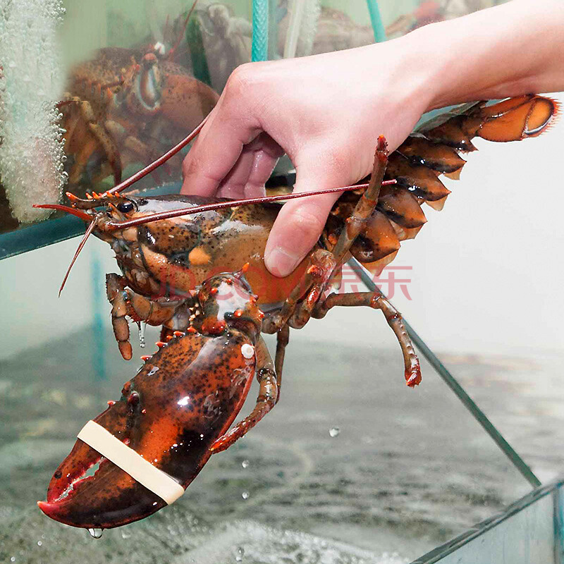 【活鲜】三蟹岛 大龙虾 波士顿龙虾 鲜活 加拿大鲜活波士顿大龙虾1只