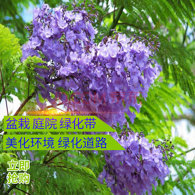 種植觀賞鳳凰花風景樹觀花植物花卉 18年苗當年開花【拍下留言品種】