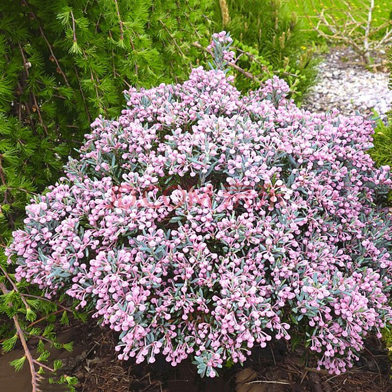 庭院花园景观花境耐寒常绿苗木 开花欧石楠地被灌木绿化苗木 蓝冰 c5