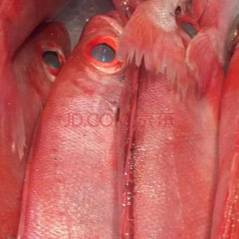 全国海鲜现捞船冻海鱼新鲜红目鲢大眼睛鱼大眼鲷鱼水产品 港荣 3斤装