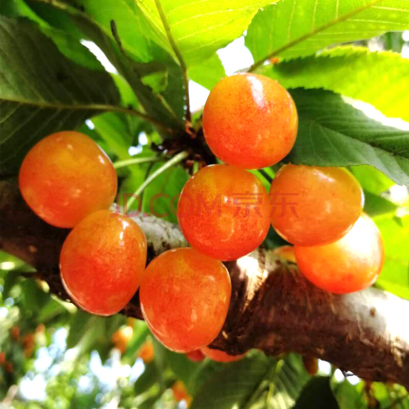 黄水晶樱桃国产烟台大樱桃新鲜水果大连孕妇水果生鲜车厘子 4斤