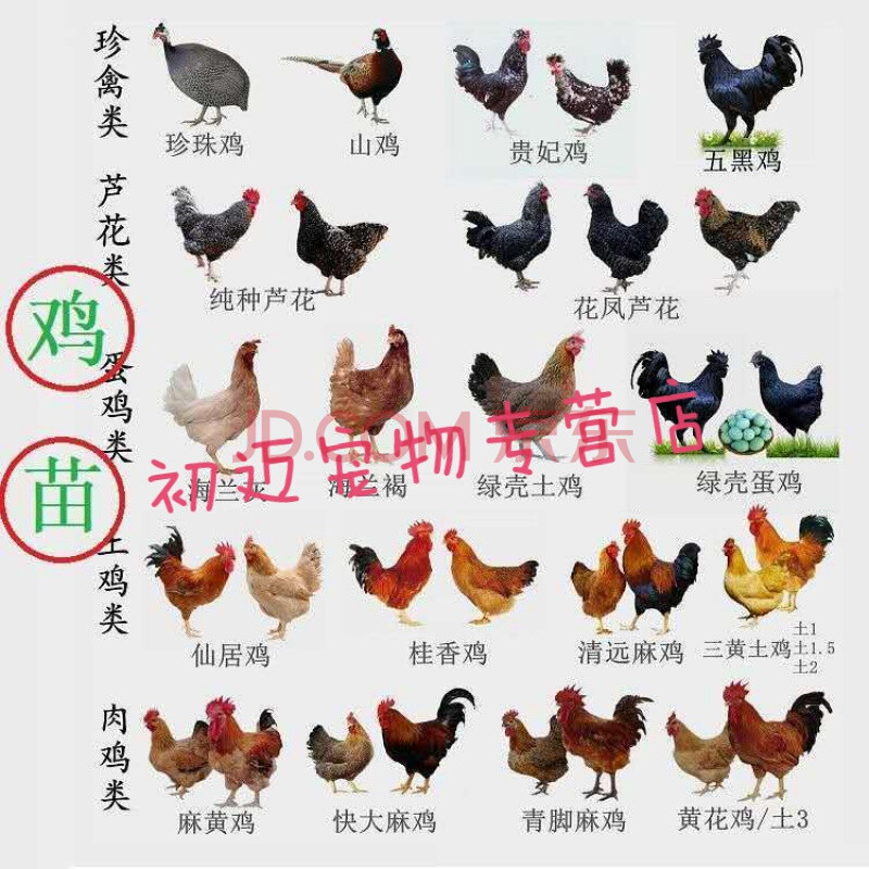 小鸡苗活体苗母鸡五黑鸡散养鸡芦花鸡三黄鸡麻鸡红毛大公鸡苗批发全国