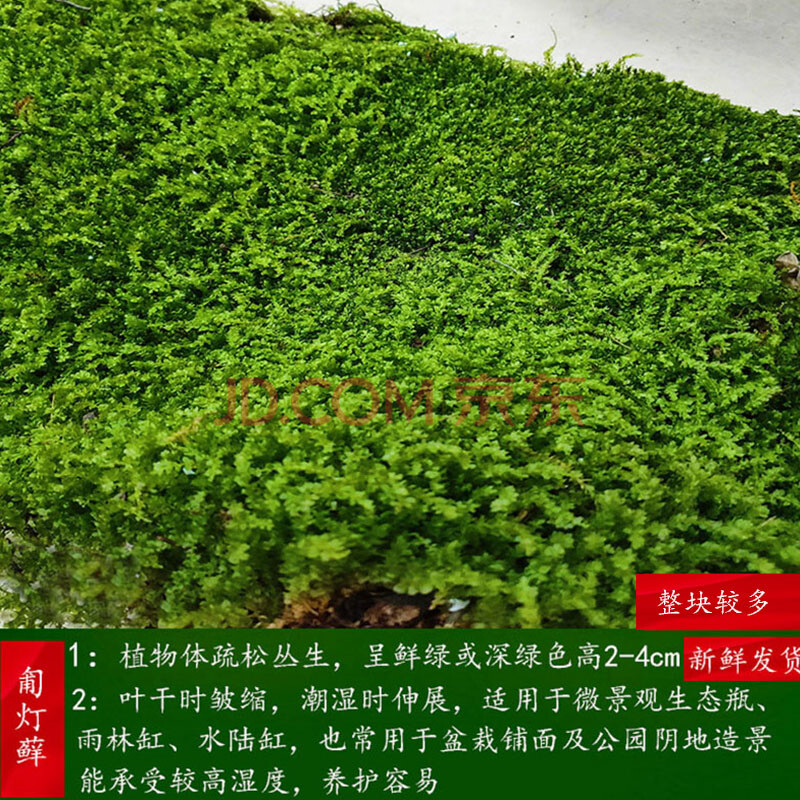 青苔苔藓植物鲜活假山水陆雨林缸 盆景造景铺面diy白发藓 匍灯藓1平方