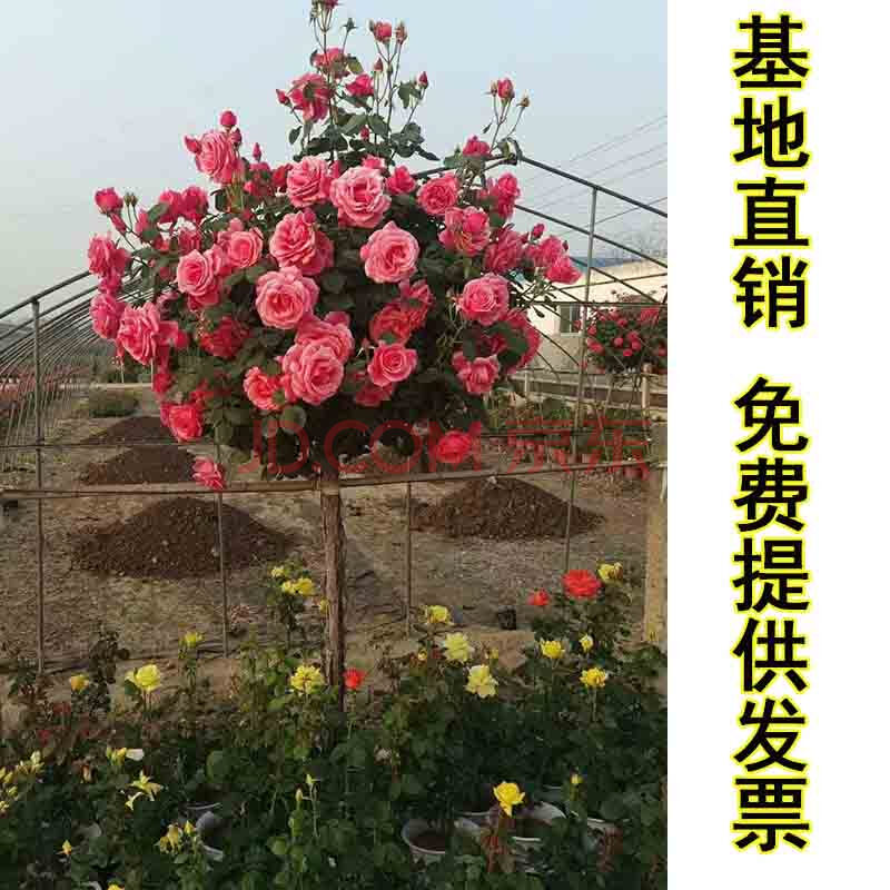 嫁接樹樁月季花苗高杆樹狀月季樹特大花棒棒糖月季花老樁四季開花