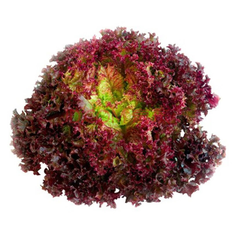 荷兰红罗莎紫生菜种子种籽苗叶紫色沙拉紫叶四季菜冬季盆栽蔬菜孑 红