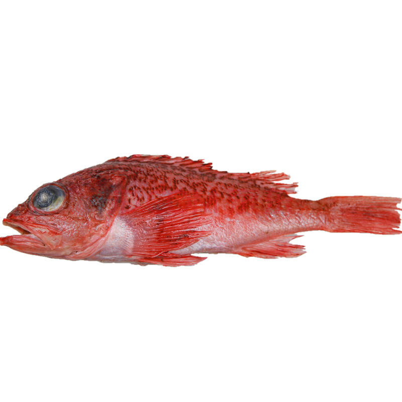 顺丰速运 虎头斑鱼整条鲜活冷生石斑鱼深海鱼速冻鲜活海鲜水产 【新品