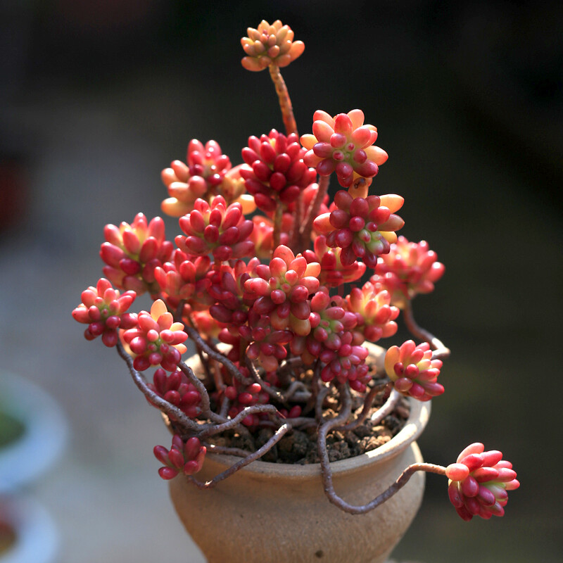 虹之玉锦多肉植物大株老桩云南全状态肉肉绿植组合盆栽花 虹之玉锦