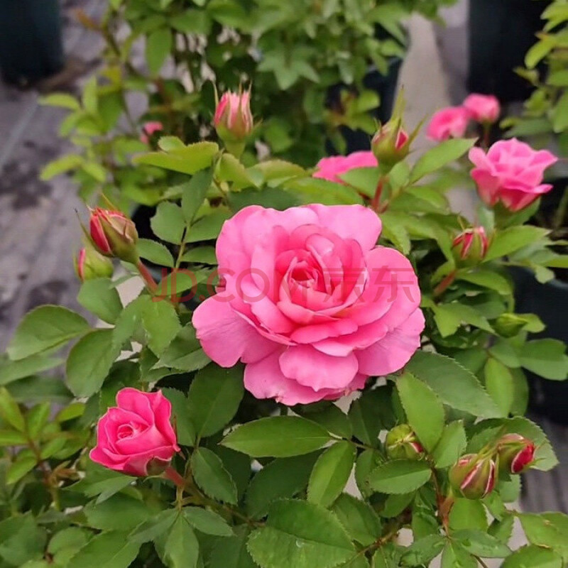 灌木月季花苗盆栽大苗濃香瑞典女王薔薇四季玫瑰庭院花卉觀花植物