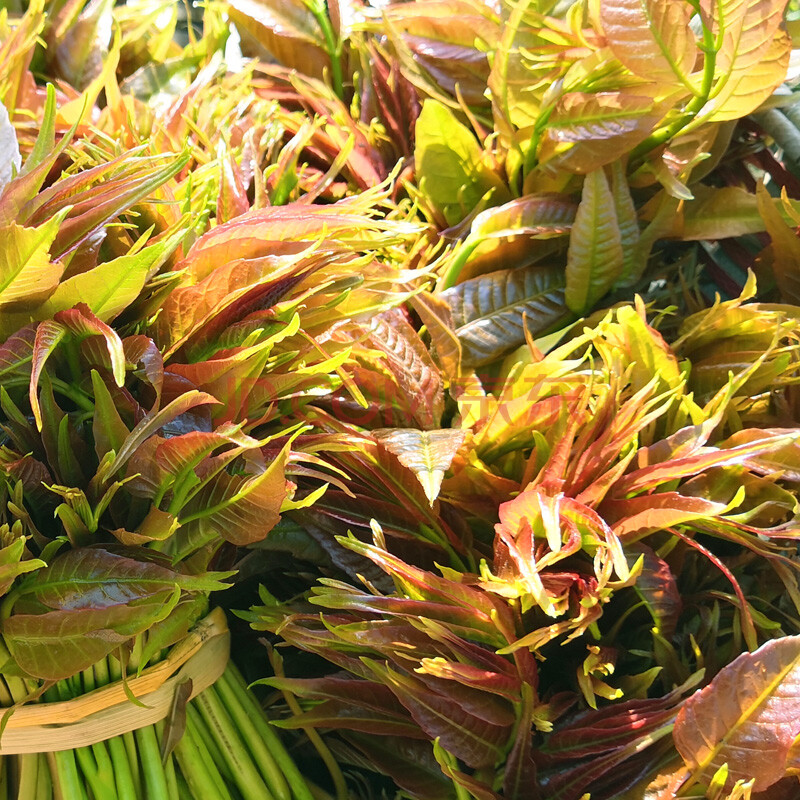 【冷链发货】红香椿芽新鲜20年大棚香椿头茬红油香椿叶山东野现摘3