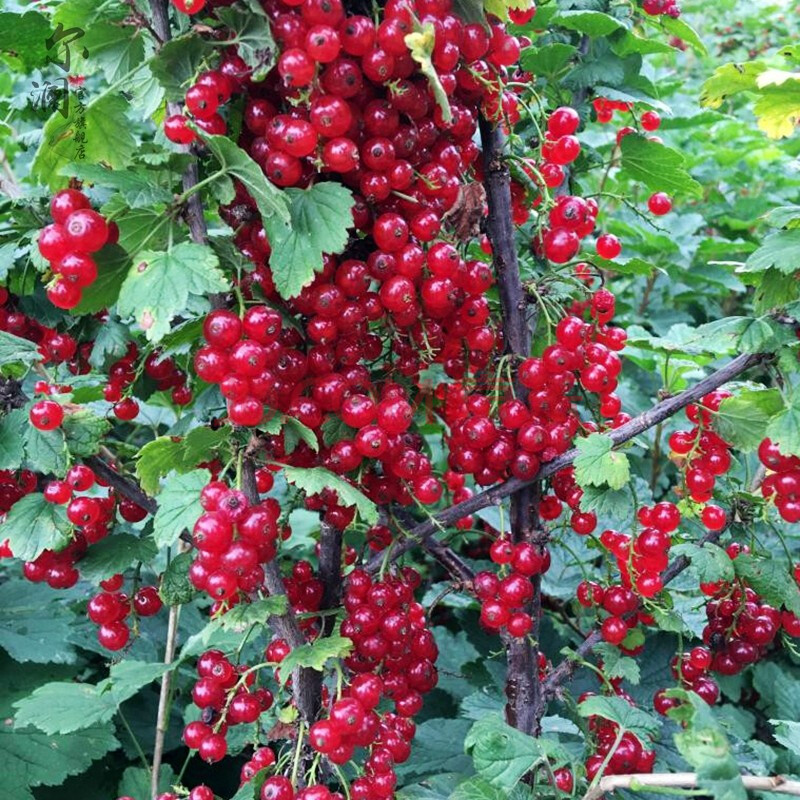 当年结果黑加仑树苗黑加仑树葡萄苗南北方种植红加仑葡萄苗地栽盆栽