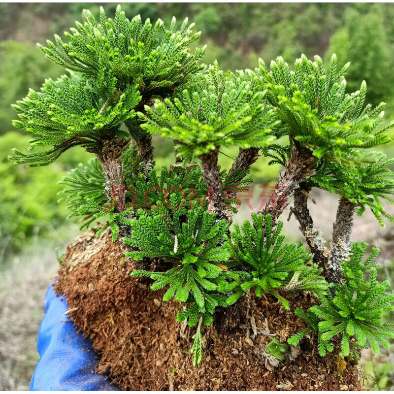 九死還魂草小葉卷柏盆景盆栽微假山綠色植物 九死還魂草1窩9-12棵 不