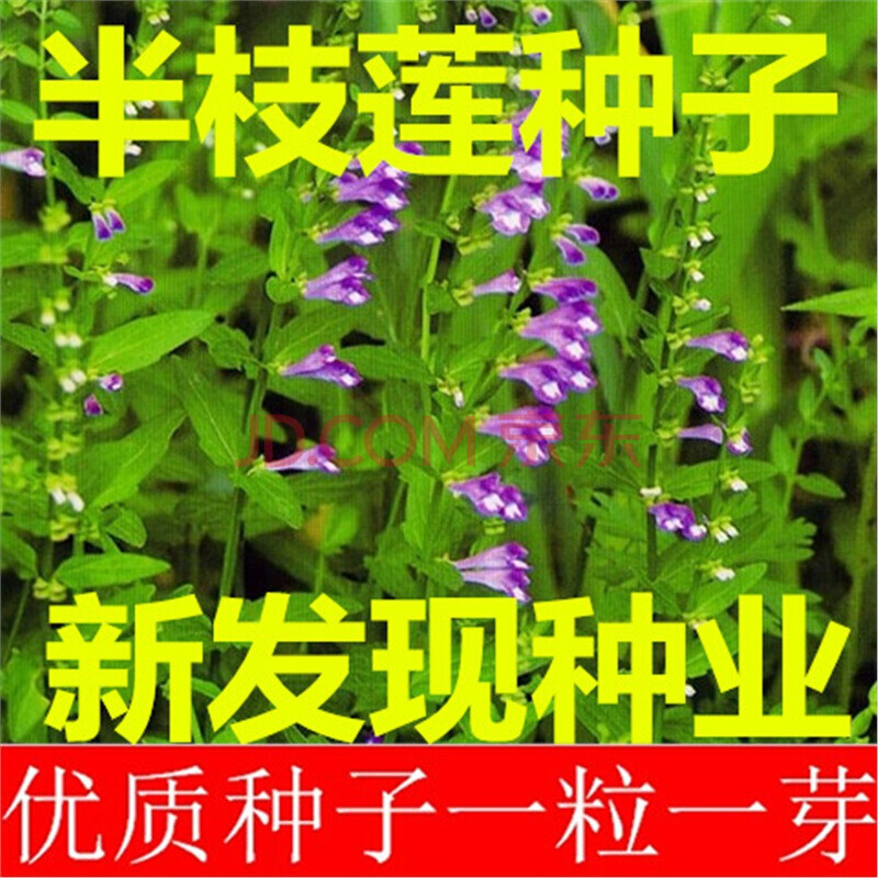 中药材 半枝莲种子 半枝莲 瘦黄芩种子 韩信草种子.