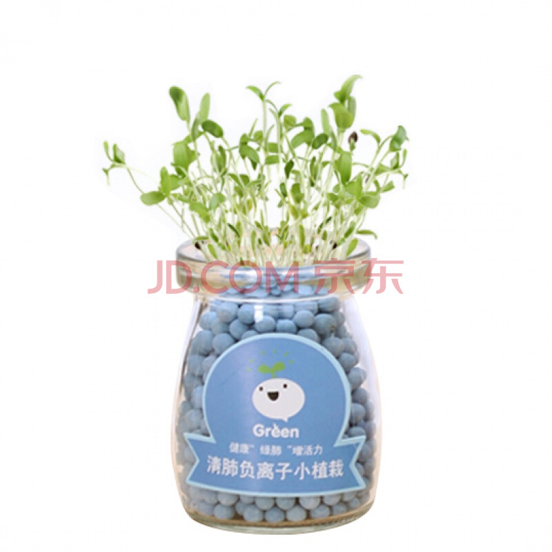 可爱小盆栽微景观植物花盆创意负离子桌面办公室水培 追云草 含盆