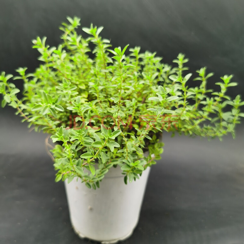 金边 柠檬 桃花 杰克 法国 英国 匍匐 阔叶 山谷晨光 香草 匍匐百里香