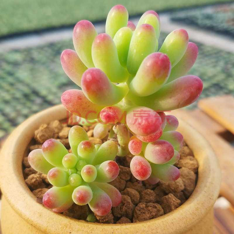 超萌肉肉易群生爆盆办公室花卉绿植盆栽 乙女心(2-3头) 塑料石丸盆 土