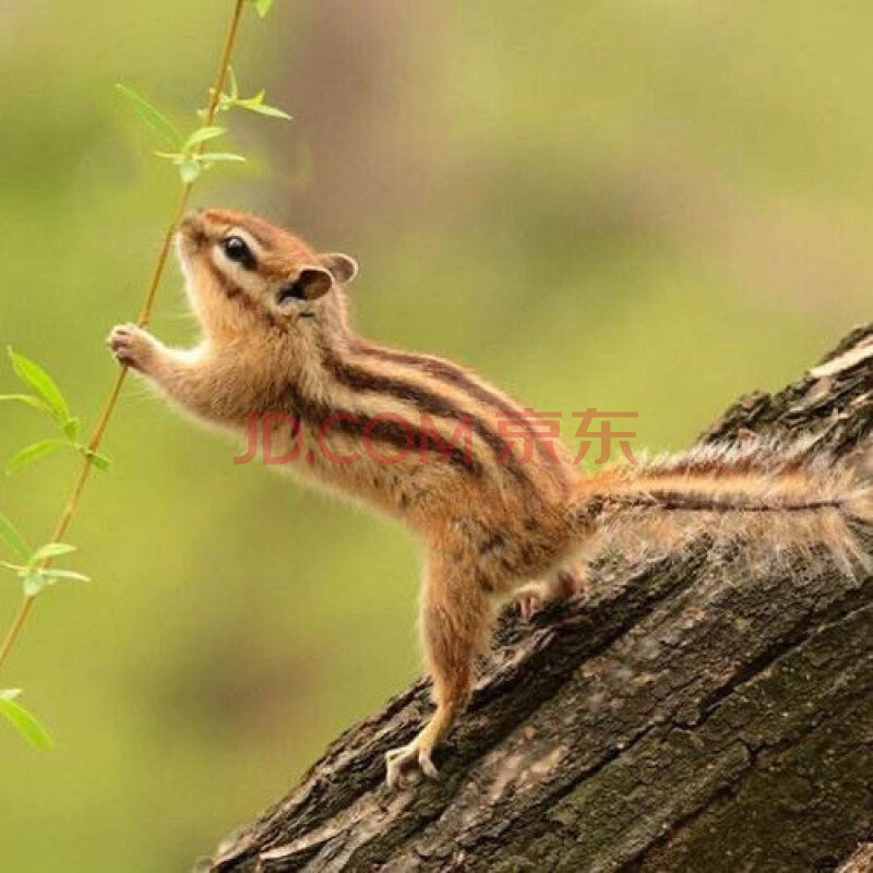 松鼠活物金花松鼠幼鼠宠物松鼠粮食金花松鼠小松鼠幼崽 一对公母 金花