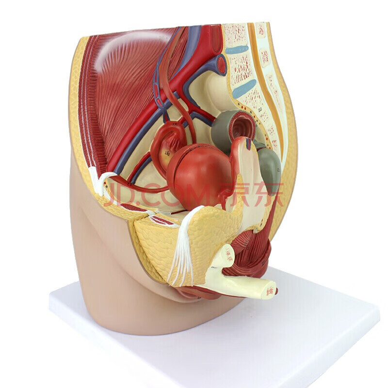 enovo颐诺女性盆腔解剖模型生殖泌尿 子宫胚胎儿妇产科