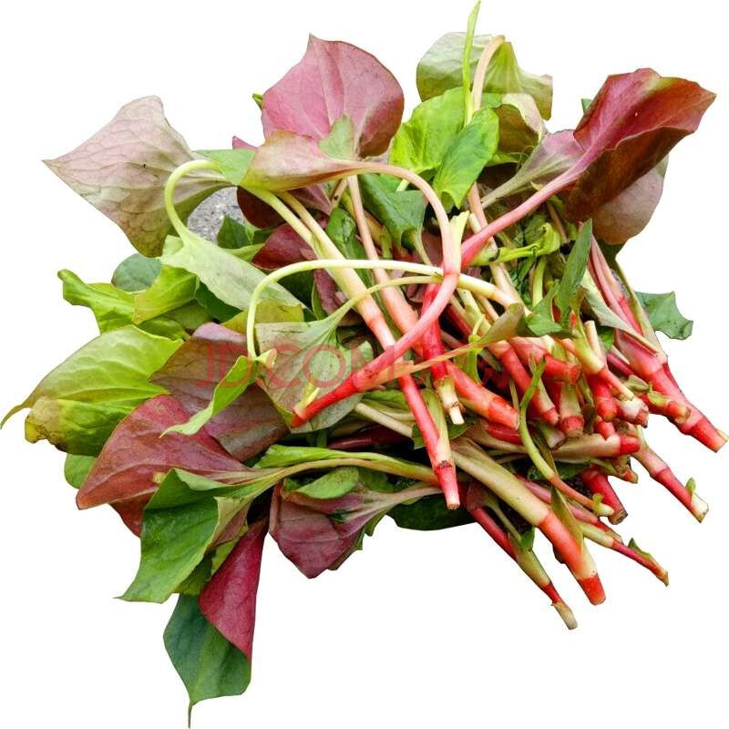 西藏 风味坐标 洪九果品 折耳叶 以斤起拍(企业大客户产品,个人和其他