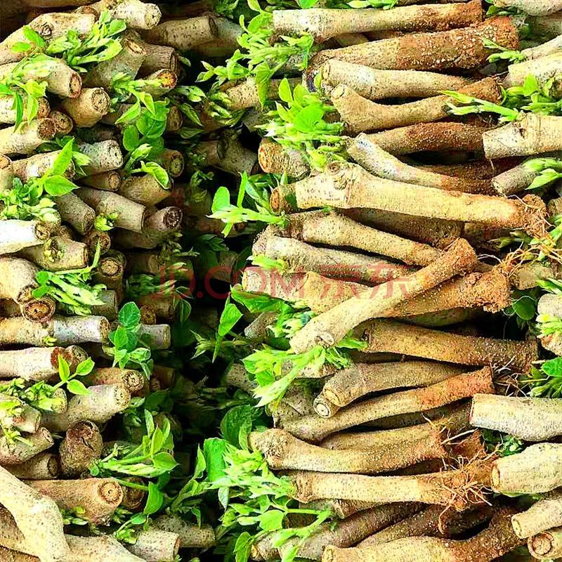 食用粉葛种苗葛根苗扦插苗地栽无渣粉葛苗葛根种植菜葛种籽送指导