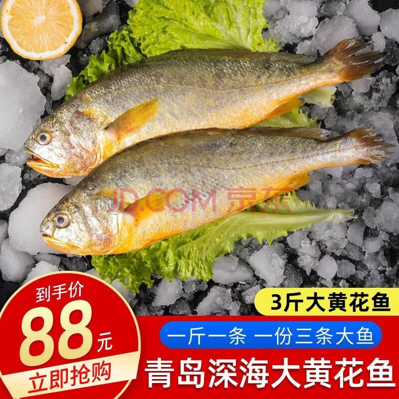 鑫雨涵 黃花魚 1500g 3條 深海大黃魚海魚新鮮黃花魚水餃食材海鮮