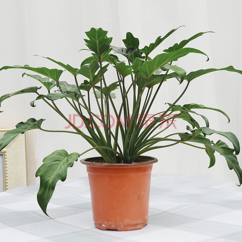 涞思芊品质保证小天使仙羽蔓绿绒室内客厅桌面净化空气常绿植物盆栽