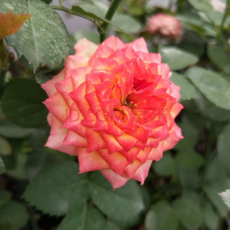 月季花苗欧洲月季浪漫玫瑰面纱多头月季灌木淡香四季花开盆栽苗 面纱