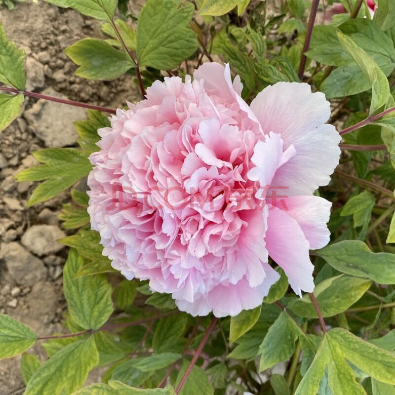 正宗观赏牡丹菏泽牡丹花树秋季盆栽庭院洛阳牡丹王花卉绿植花苗 赵粉